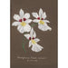Collection of orchids Pl35 - Anonymous — framed artwork on a wall