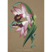 Collection of orchids Pl36 - Anonymous — artwork view