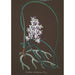 Orchid Collection Painting Pl37 - Anonymous — framed artwork on a wall