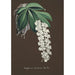 Orchid Collection Painting Pl38 - Anonymous — artwork view
