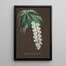 Orchid Collection Painting Pl38 - Anonymous — framed artwork on a wall