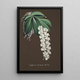 Anonymous - Collection dorchidees Pl38.webp