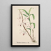 Reproduction of the painting Collection of orchids Pl39 - Anonymous