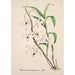 Reproduction of the painting Collection of orchids Pl39 - Anonymous