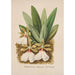 Orchid Collection Painting Pl40 - Anonymous — artwork view
