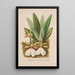 Orchid Collection Painting Pl40 - Anonymous — framed artwork on a wall