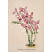 Reproduction of the painting Orchid Collection Painting Pl41 - Anonymous