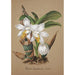 Collection of Orchids Pl42 - Anonymous — artwork view