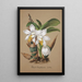 Collection of Orchids Pl42 - Anonymous — framed artwork on a wall