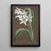 Reproduction of the painting Orchid Collection Painting Pl43 - Anonymous