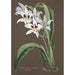 Reproduction of the painting Orchid Collection Painting Pl43 - Anonymous