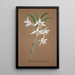Reproduction of the painting Collection of Orchids Pl44 - Anonymous