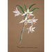Reproduction of the painting Collection of Orchids Pl44 - Anonymous