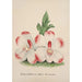 Reproduction of the painting Orchid Collection Painting Pl46 - Anonymous