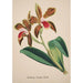 Orchid Collection Painting Pl47 - Anonymous — artwork view