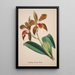 Orchid Collection Painting Pl47 - Anonymous — framed artwork on a wall