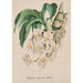 Orchid Collection Painting Pl49 - Anonymous — artwork view