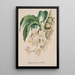 Orchid Collection Painting Pl49 - Anonymous — framed artwork on a wall