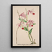 Reproduction of the painting Orchid Collection Painting Pl50 - Anonymous