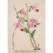Reproduction of the painting Orchid Collection Painting Pl50 - Anonymous