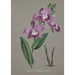Orchid Collection Painting Pl51 - Anonymous — artwork view