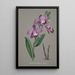 Orchid Collection Painting Pl51 - Anonymous — framed artwork on a wall