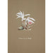 Orchid Collection Painting Pl53 - Anonymous — artwork view