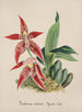 Orchid Collection Painting Pl56 - Anonymous — artwork view