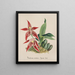 Orchid Collection Painting Pl56 - Anonymous — framed artwork on a wall