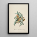 Reproduction of the painting Collection of Orchids Pl57 - Anonymous