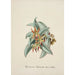 Reproduction of the painting Collection of Orchids Pl57 - Anonymous