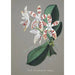 Orchid Collection Painting Pl58 - Anonymous — artwork view