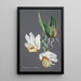 Reproduction of the painting Collection of orchids Pl59 - Anonymous