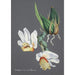Reproduction of the painting Collection of orchids Pl59 - Anonymous