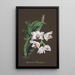 Reproduction of the painting Orchid Collection Painting Pl60 - Anonymous
