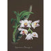 Reproduction of the painting Orchid Collection Painting Pl60 - Anonymous