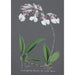 Orchid Collection Painting Pl61 - Anonymous — artwork view