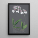 Orchid Collection Painting Pl61 - Anonymous — framed artwork on a wall