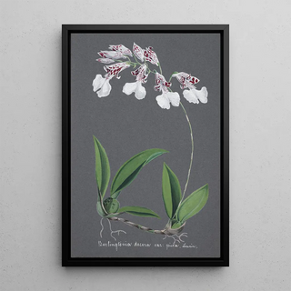 Anonymous - Collection dorchidees Pl61.webp