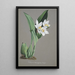 Reproduction of the painting Orchid Collection Painting Pl62 - Anonymous
