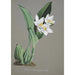 Reproduction of the painting Orchid Collection Painting Pl62 - Anonymous