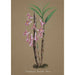 Orchid Collection Painting Pl63 - Anonymous — artwork view