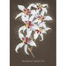 Orchid Collection Painting Pl64 - Anonymous — artwork view