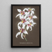Orchid Collection Painting Pl64 - Anonymous — framed artwork on a wall