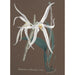 Reproduction of the painting Collection of Orchids Pl65 - Anonymous
