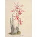 Reproduction of the painting Orchid Collection Painting Pl67 - Anonymous