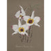 Collection of Orchids Pl68 - Anonymous — artwork view