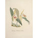 Reproduction of the painting Orchid Collection Painting Pl69 - Anonymous