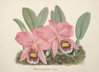 Collection of orchids Pl70 - Anonymous — artwork view