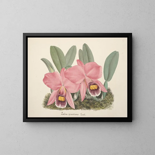 Collection of orchids Pl70 - Anonymous — framed artwork on a wall